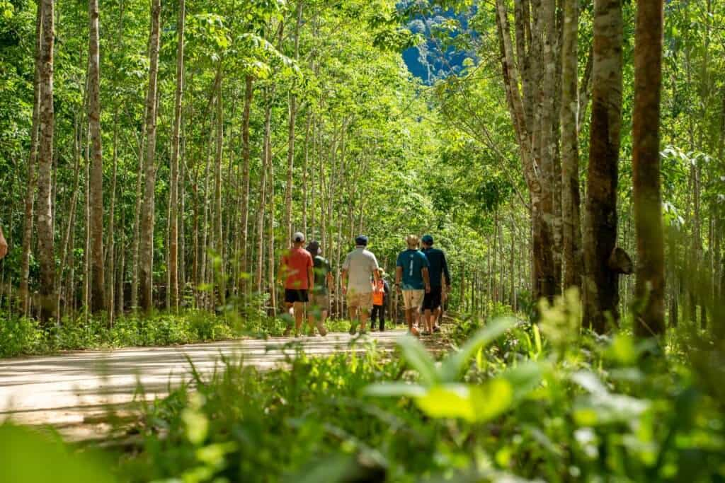 Đi bộ vào trong rừng