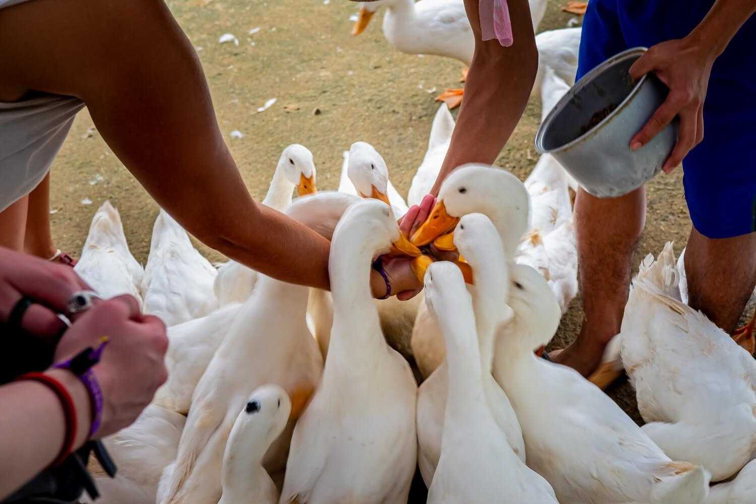 At The Duck Stop, the farm owner will show you how to call and feed the ducks.
