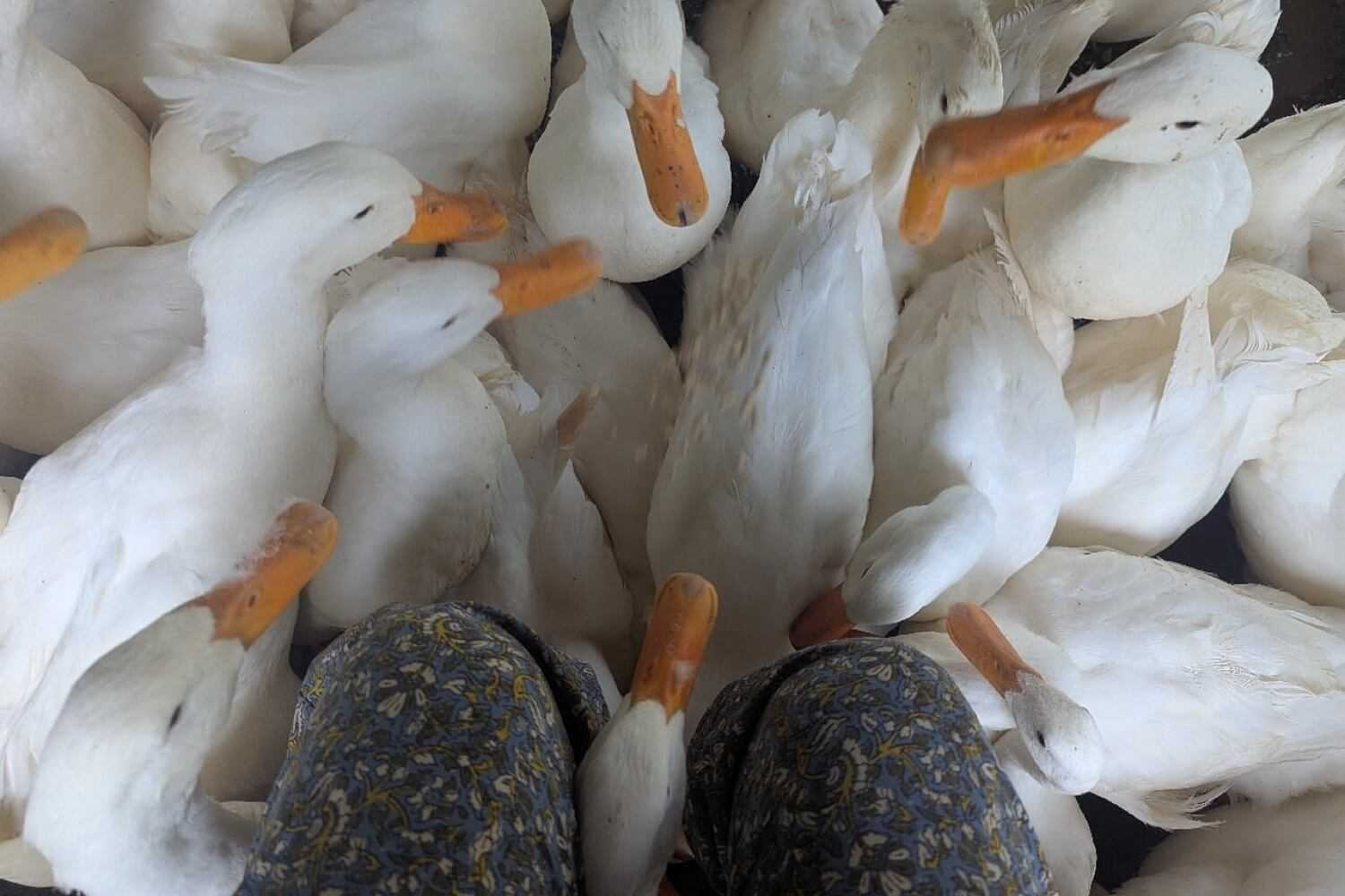 A flock of ducks surrounds you and gives you a quirky foot massage.