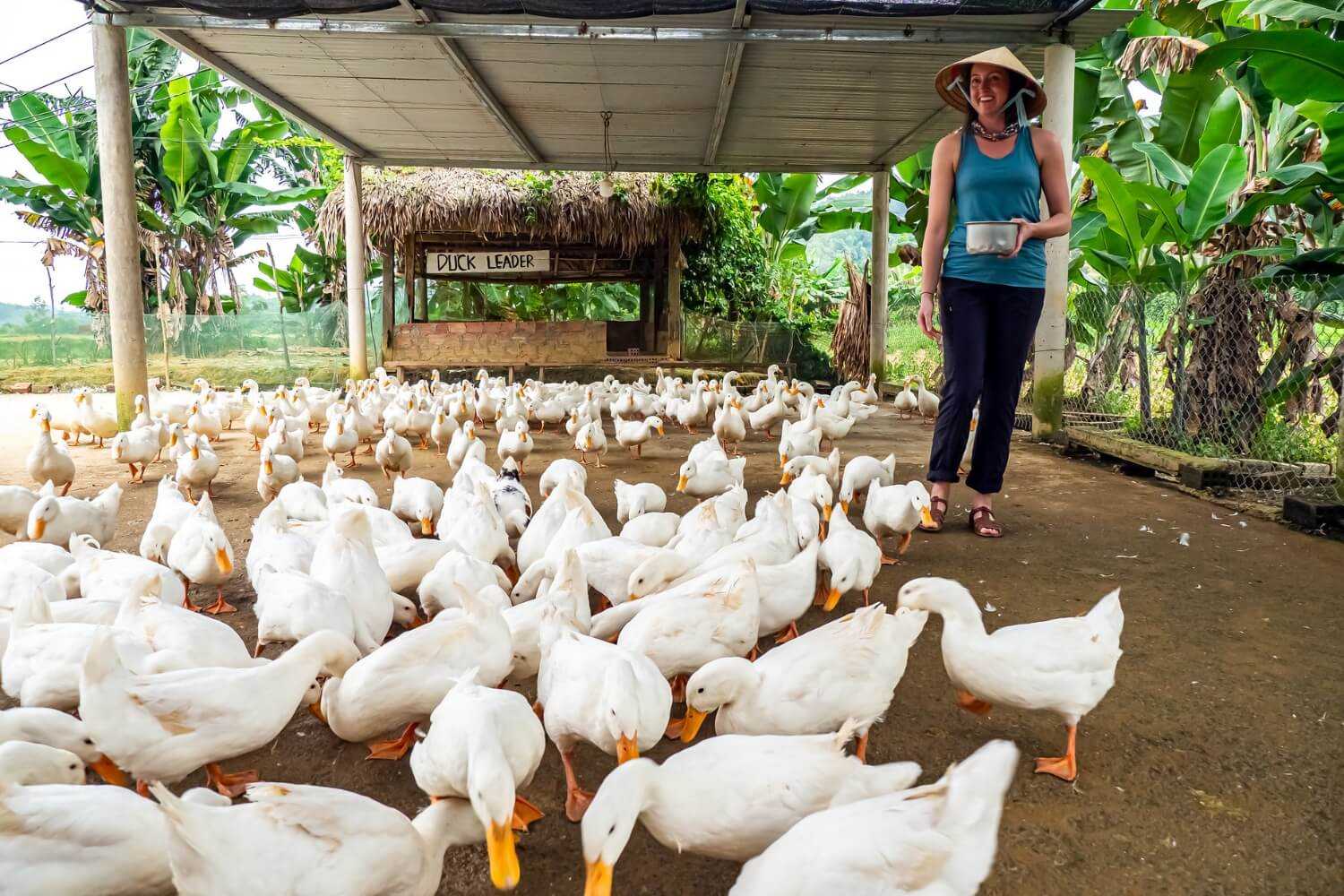 Trải nghiệm cho vịt ăn đầy thú vị tại The Duck Stop.