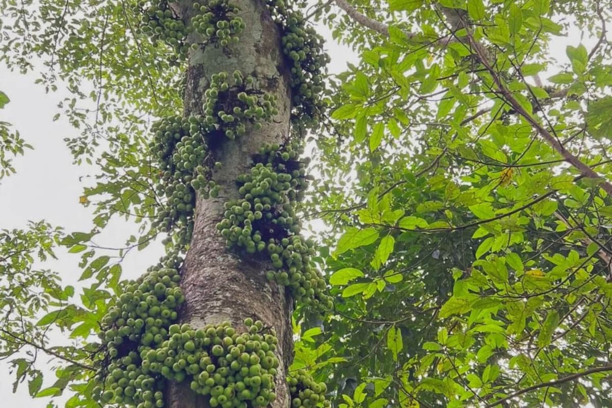 Quả sung ra trái chi chít, kết thành những chùm và bao quanh thân cây