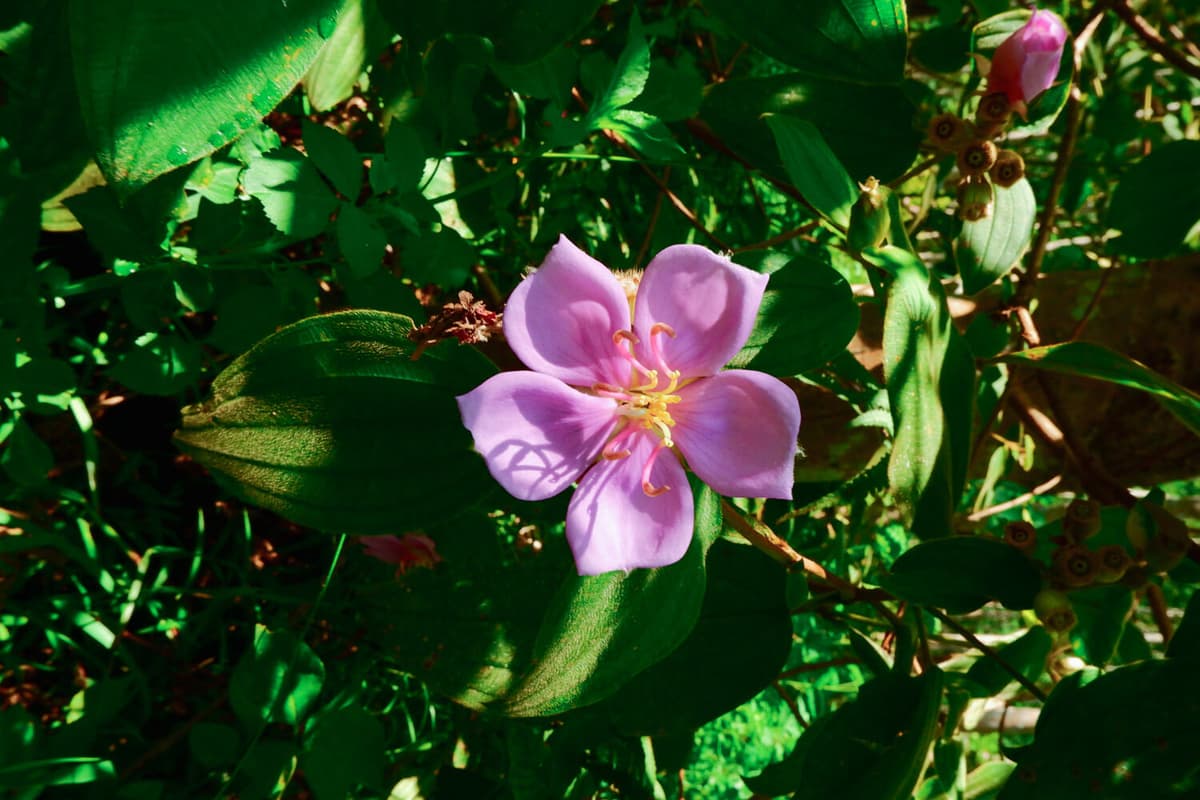 Hoa mua thường bị nhầm lẫn với hoa sim bởi màu tím và hình dáng tương đồng